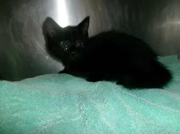 A baby small-sized male Domestic Short Hair cat named Paw Paws for adoption in Van Nuys, CA