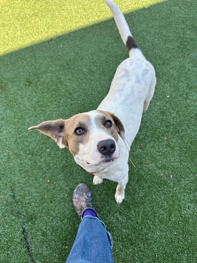 A young medium-sized female White / Cream Mixed Breed dog named Opal for adoption in Maidens, VA