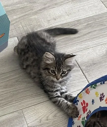 Theo