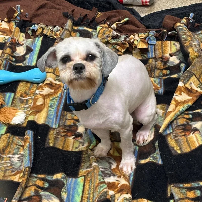 A young small-sized male White / Cream Shih Tzu dog named Porcini for adoption in Brookfield, WI