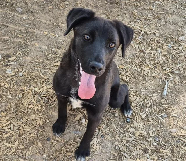 A young small-sized female Labrador Retriever dog named Evanescence for adoption in Albuquerque, NM