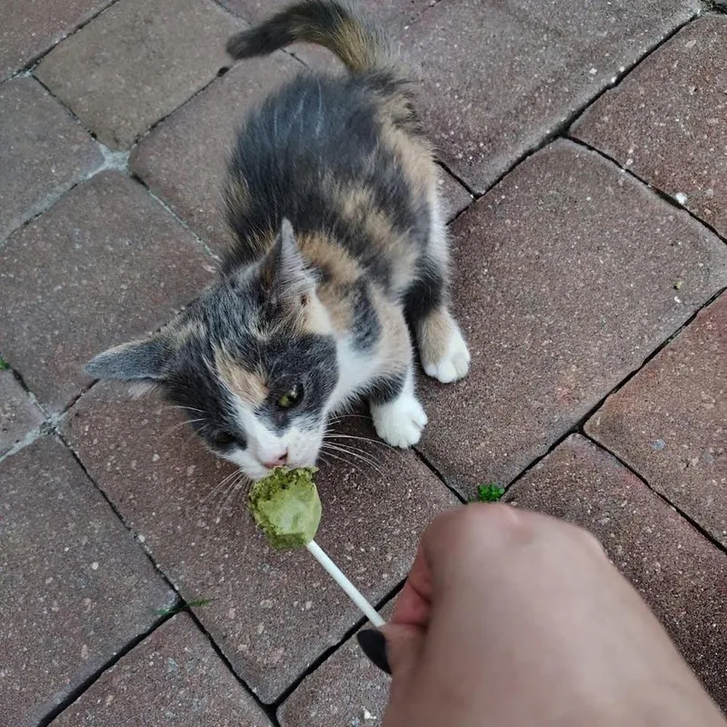 A baby small-sized female Calico Domestic Short Hair cat named Freya for adoption in Naples, FL