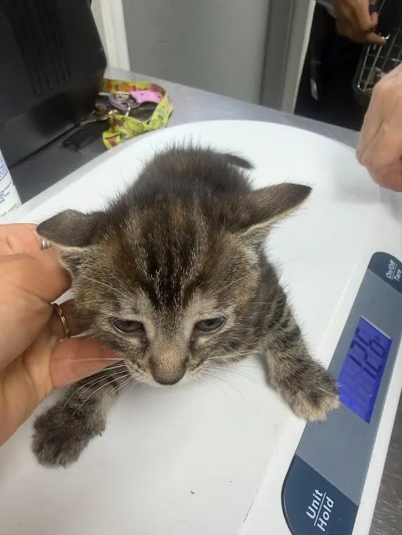 A baby medium-sized female Domestic Short Hair cat named Capricorn for adoption in Pomona, NY