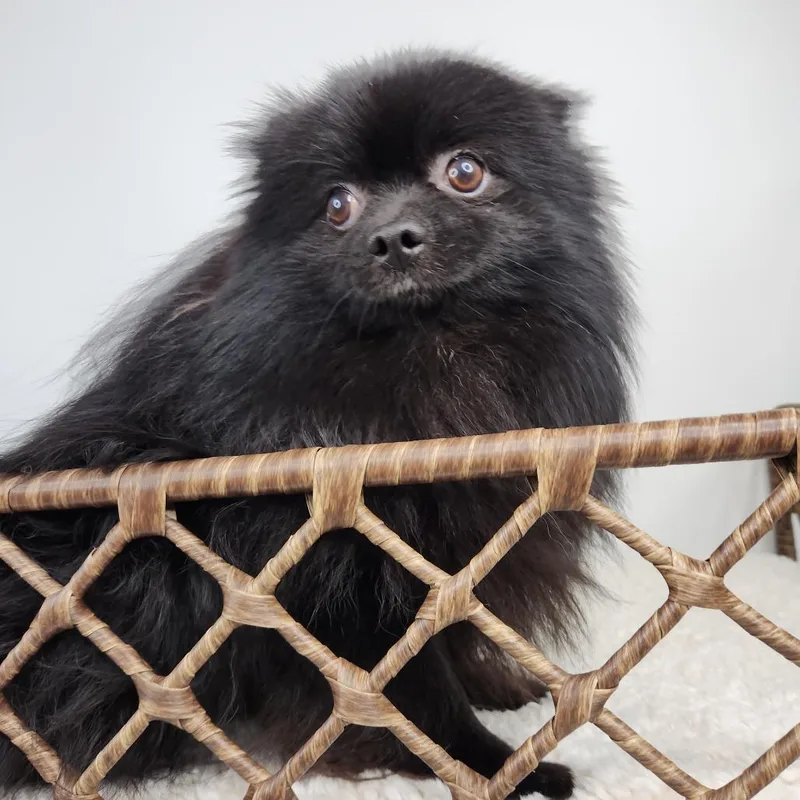 An adult small-sized male Black Pomeranian dog named Spider for adoption in Fort Wayne, IN
