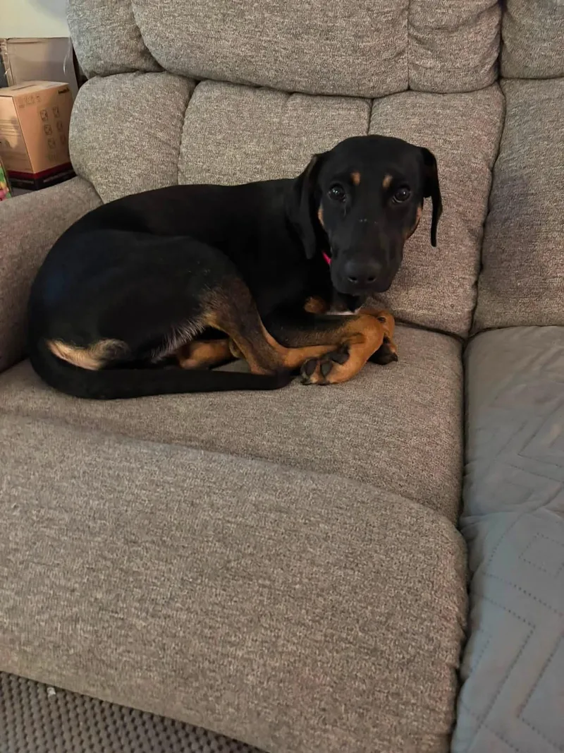 A young medium-sized female Mixed Breed dog named Tink for adoption in Lexington, KY