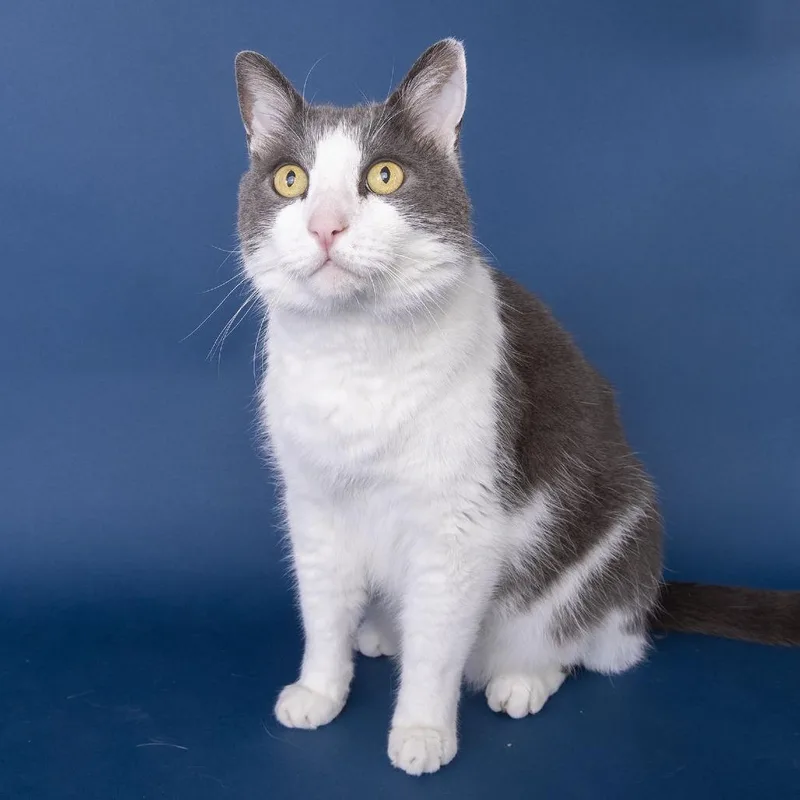 A senior large-sized male White Domestic Long Hair cat named Andy for adoption in Franklin, TN