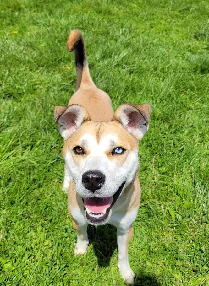 A young medium-sized female Yellow / Tan / Blond / Fawn Siberian Husky dog named Marley for adoption in Lisbon, OH