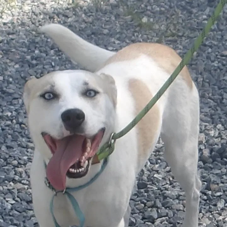 An adult medium-sized female Mixed Breed dog named Stickers for adoption in Gloucester, VA