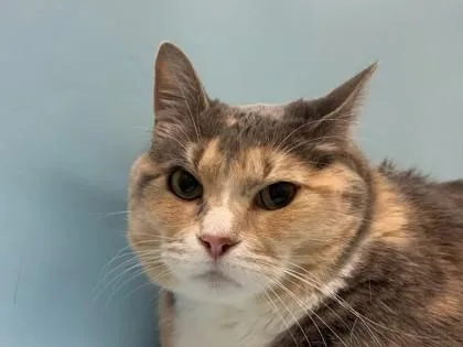 A senior small-sized female Domestic Short Hair cat named Luna for adoption in Woodbury, MN