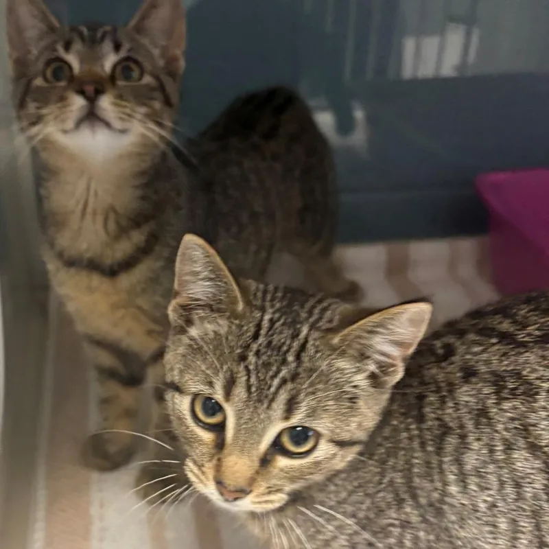A baby small-sized female Brown / Chocolate Domestic Short Hair cat named Stella for adoption in East Hanover, NJ