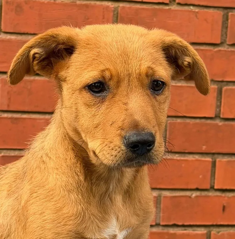 A baby medium-sized male Mixed Breed dog named Terra for adoption in Groveland, MA