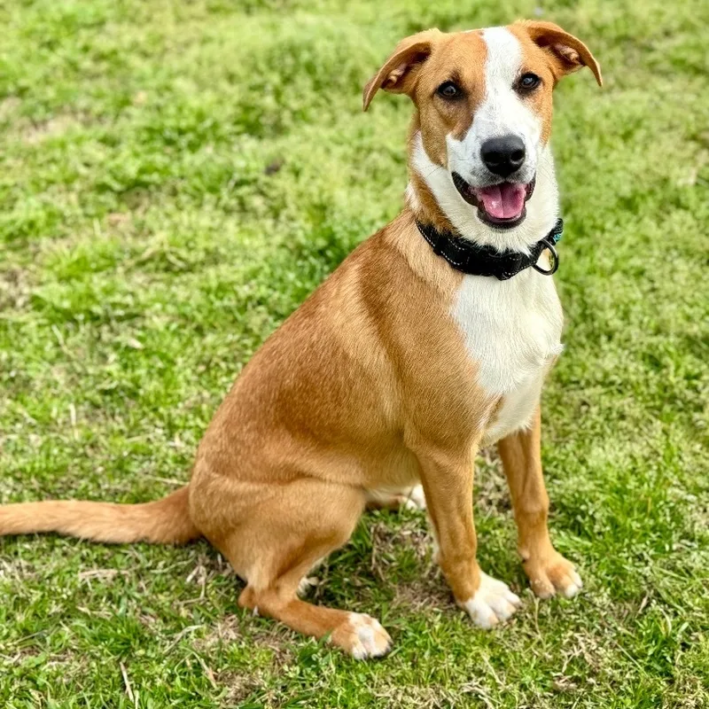 Sandy Urgent thumbnail 2