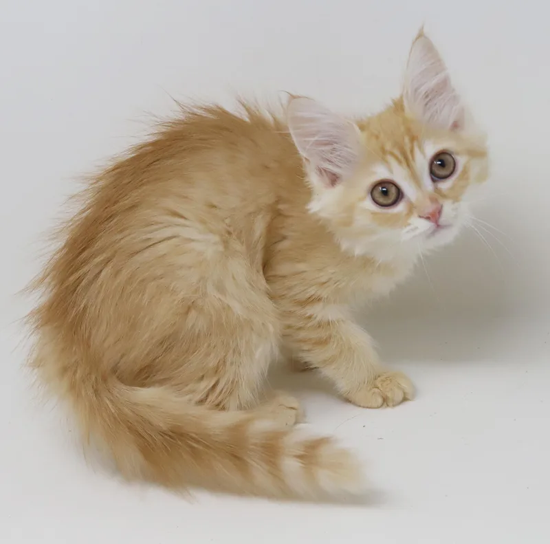 A baby small-sized female White Scottish Fold cat named Luna And Olaf  for adoption in Bedford Hills, NY