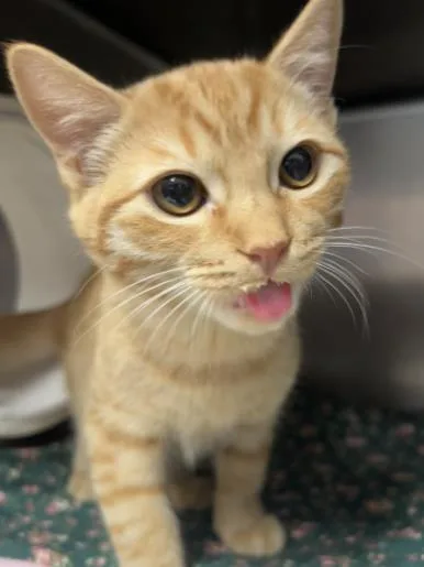 A young small-sized male Domestic Short Hair cat named Porcini for adoption in Roseville, CA