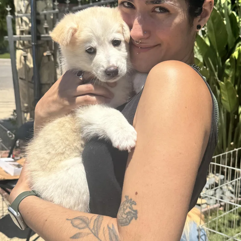 A baby medium-sized female Apricot / Beige American Eskimo Dog dog named Popcorn for adoption in Van Nuys, CA