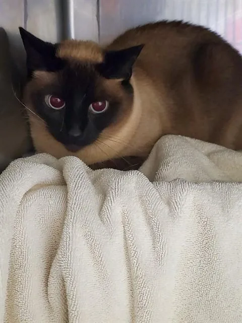 An adult medium-sized female Domestic Short Hair cat named Indy for adoption in Castaic, CA