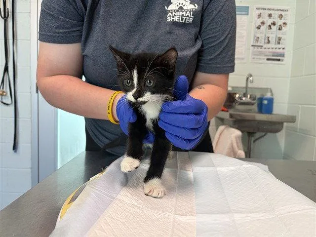 A baby small-sized male Black & White / Tuxedo Domestic Short Hair cat named Beckham for adoption in Tavares, FL