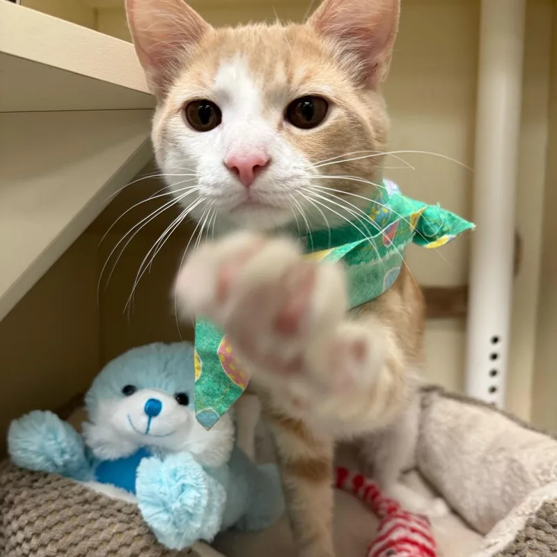 A young medium-sized male Orange / Red Domestic Short Hair cat named Paddles for adoption in Wilmington, DE