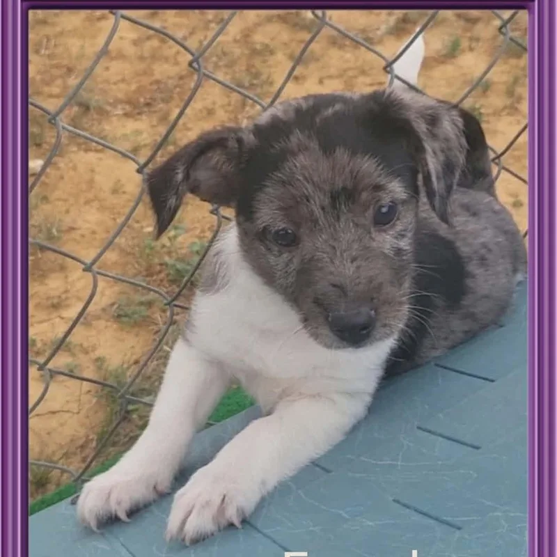 A baby medium-sized female Merle (Blue) Mixed Breed dog named Roxy for adoption in Yaphank, NY