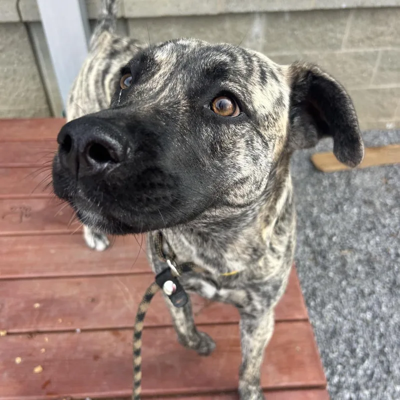 A young medium-sized female Brindle Mixed Breed dog named Sparrow for adoption in Asheville, NC