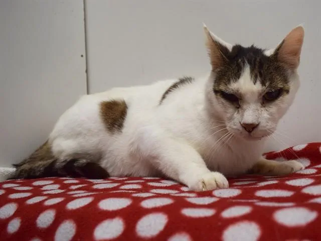 A senior small-sized male Domestic Short Hair cat named Cisco for adoption in Sacramento, CA