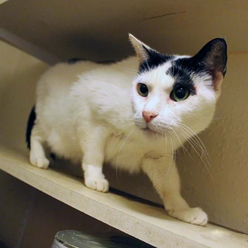 An adult medium-sized male Black & White / Tuxedo Domestic Short Hair cat named Niles for adoption in Guthrie, OK