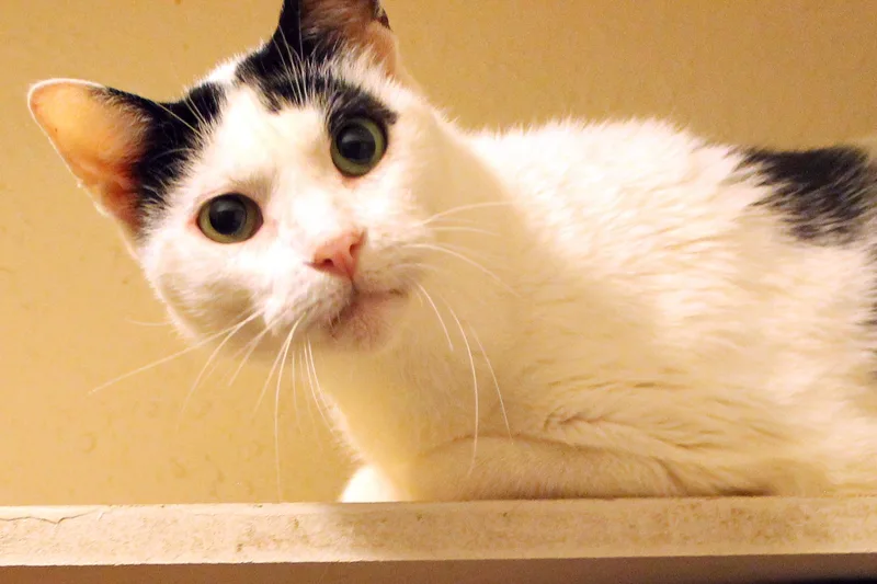 Niles thumbnail 4