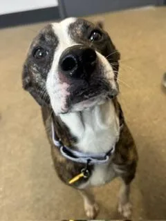 A young medium-sized female Brown / Chocolate Pit Bull Terrier dog named Frida for adoption in Cleveland, OH