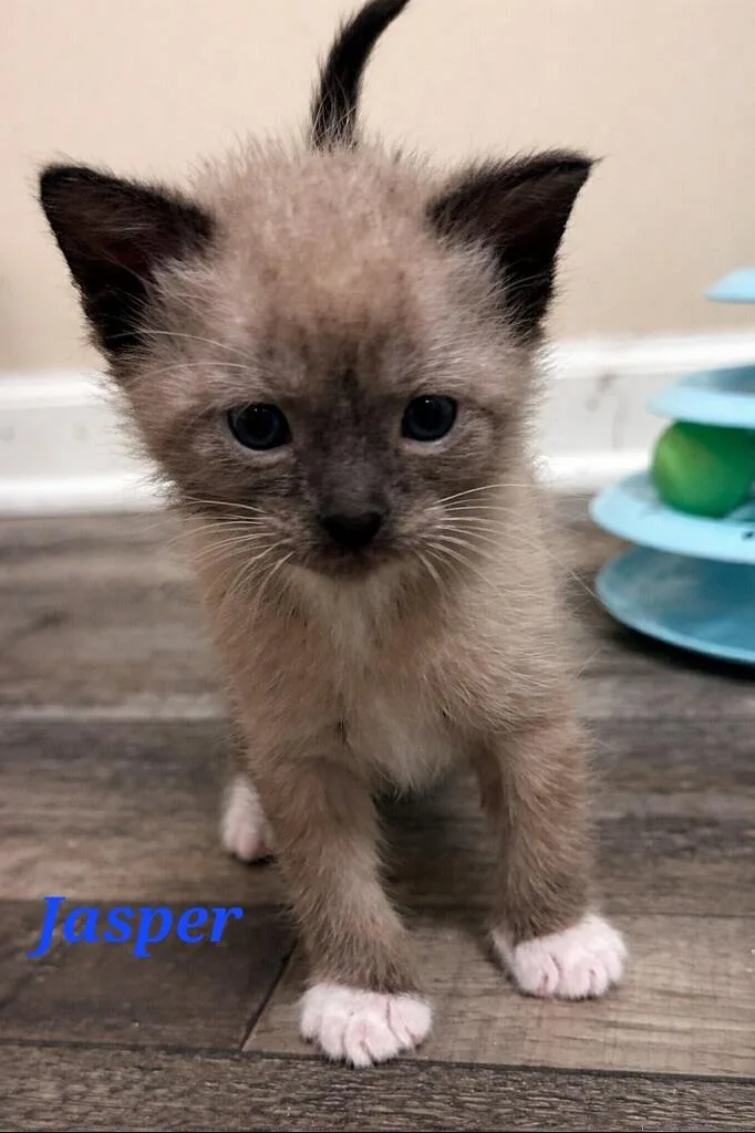 A baby small-sized male Snowshoe cat named Jasper for adoption in merrillville, IN