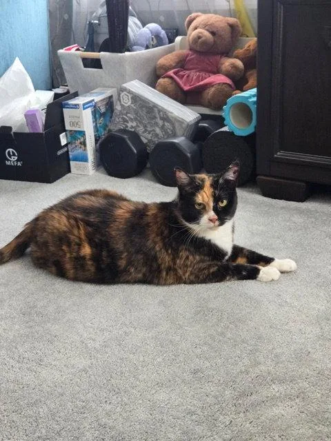 A senior medium-sized female Domestic Short Hair cat named Yasmeen for adoption in Rockaway, NJ