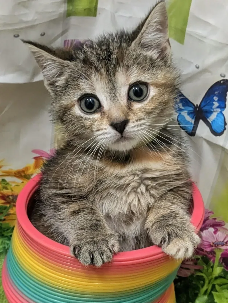A baby medium-sized female Domestic Short Hair cat named Peep for adoption in Chesapeake Beach, MD