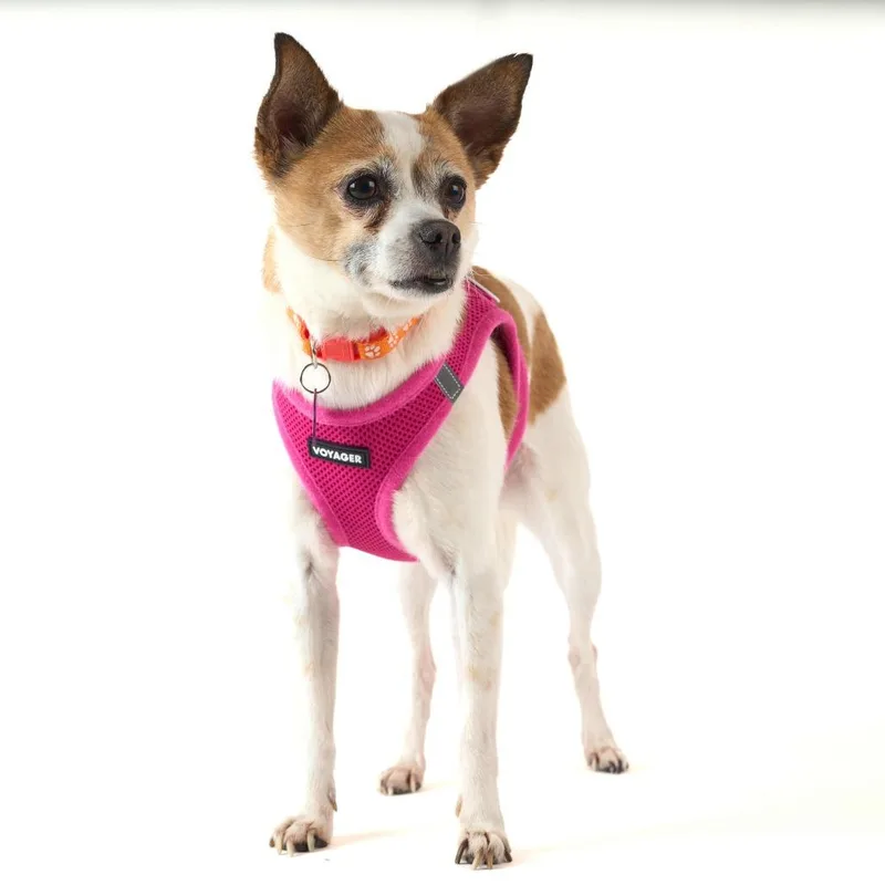 A senior small-sized female White / Cream Chihuahua dog named Orange Squeeze for adoption in San Francisco, CA