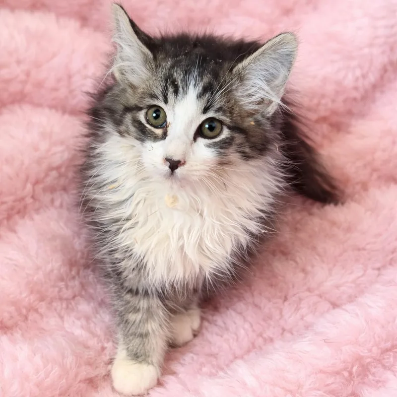 Jamie’s Fluffy Boy