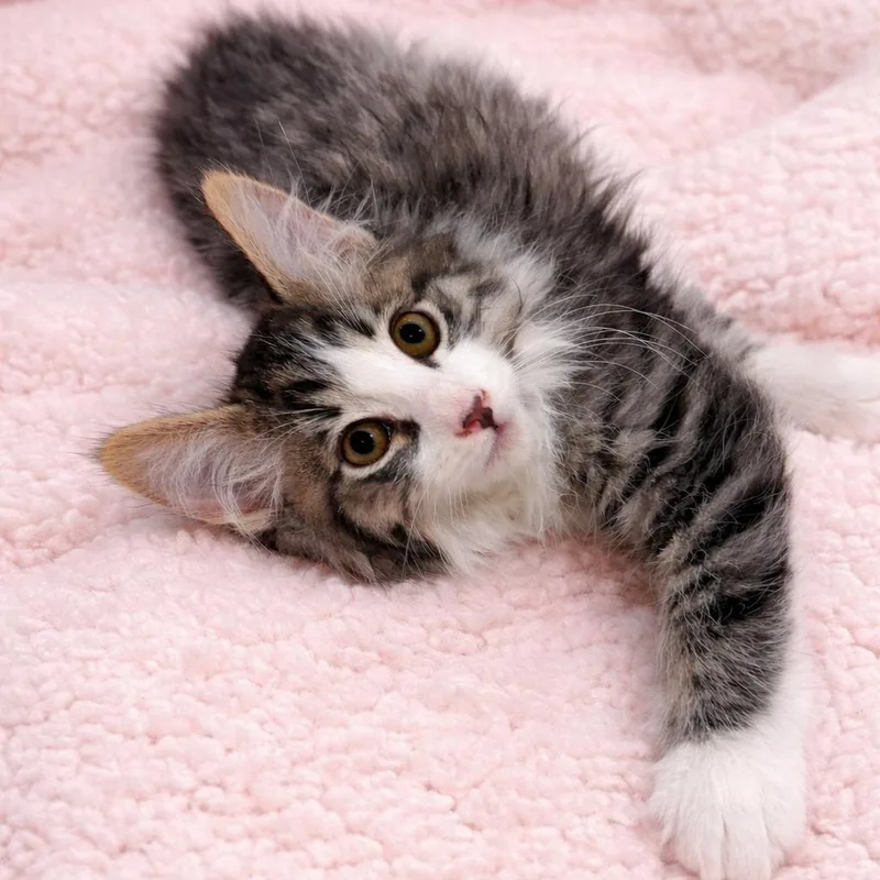 Jamie’s Fluffy Boy thumbnail 2