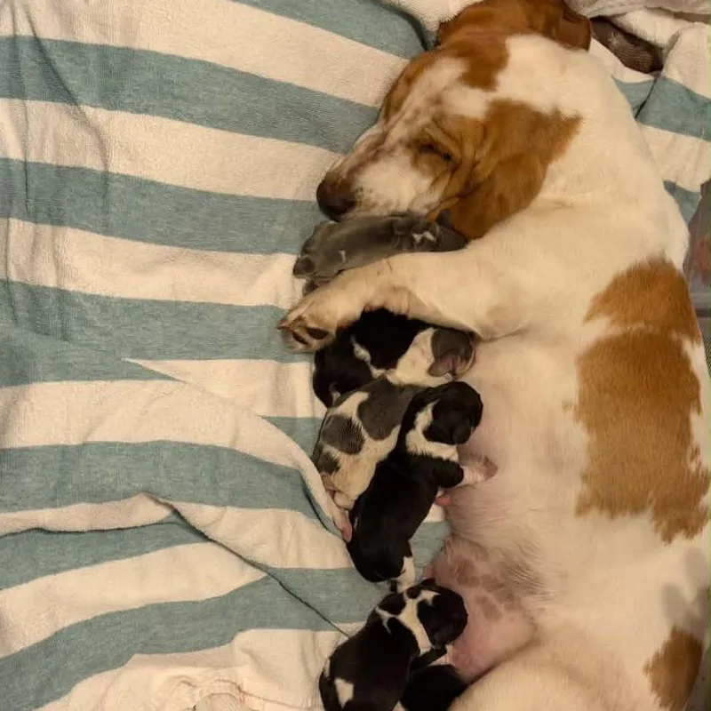 A baby medium-sized male Black Basset Hound dog named Griff for adoption in Sarasota, FL