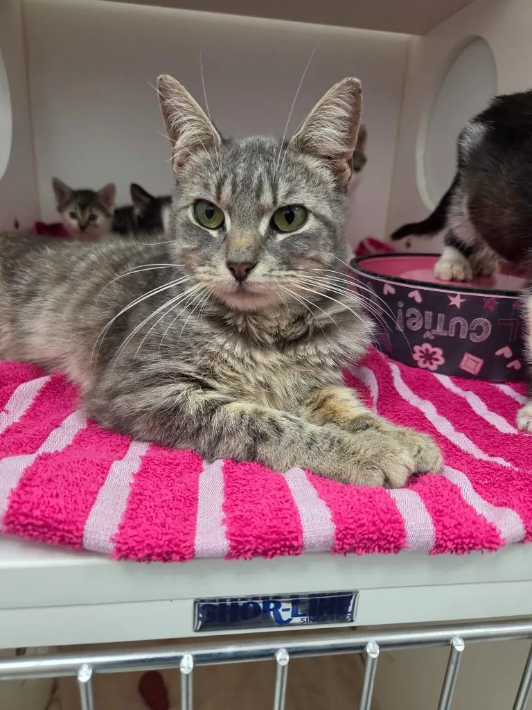 A young large-sized male Domestic Short Hair cat named Bradley for adoption in Oxford, NC