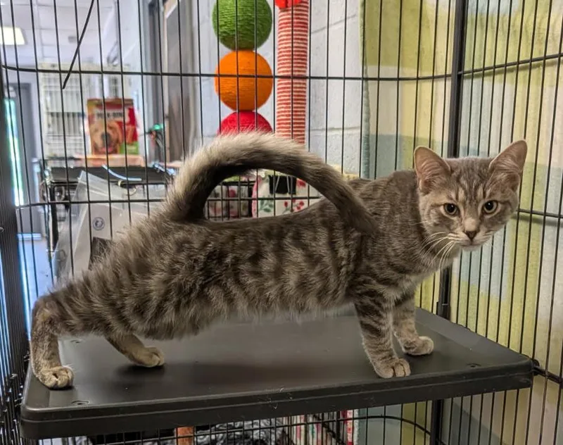 A baby medium-sized male Tabby (Gray / Blue / Silver) Tabby cat named Art for adoption in Marietta, OH