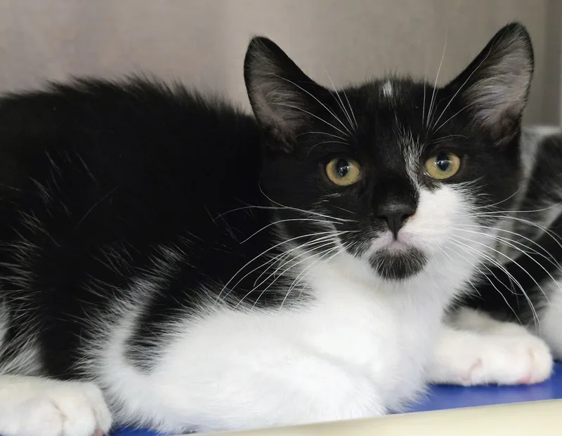 A baby large-sized male Black Domestic Short Hair cat named Baxter for adoption in Amityville, NY