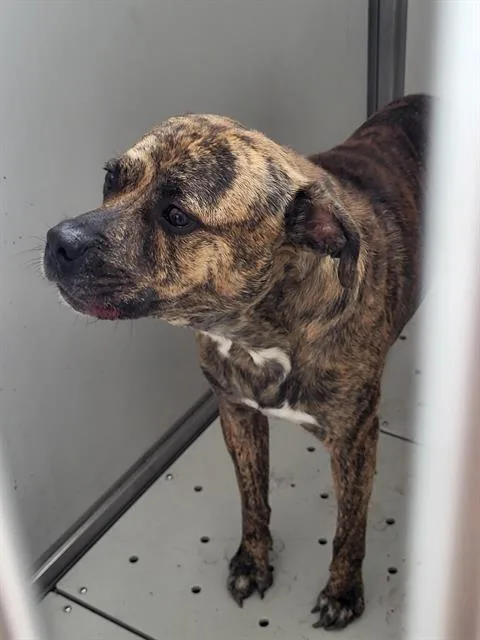 A young medium-sized male American Staffordshire Terrier dog named Rocky for adoption in San Antonio, TX