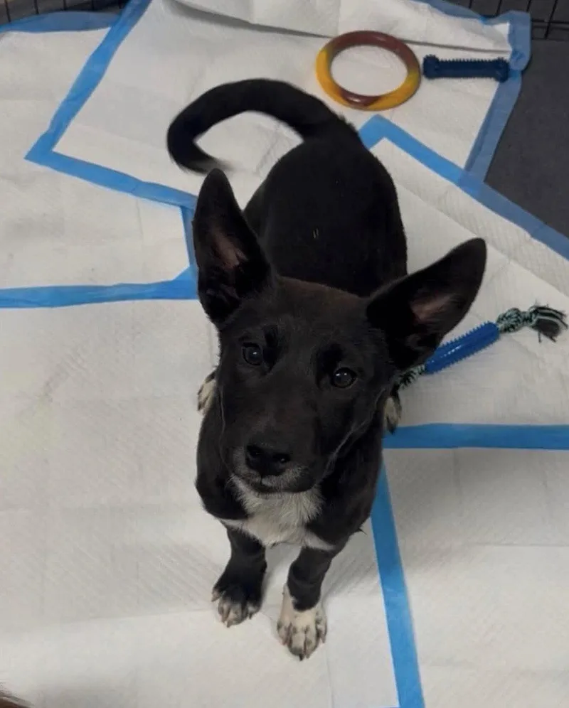 A baby medium-sized female Border Collie dog named Fern for adoption in Bothell, WA