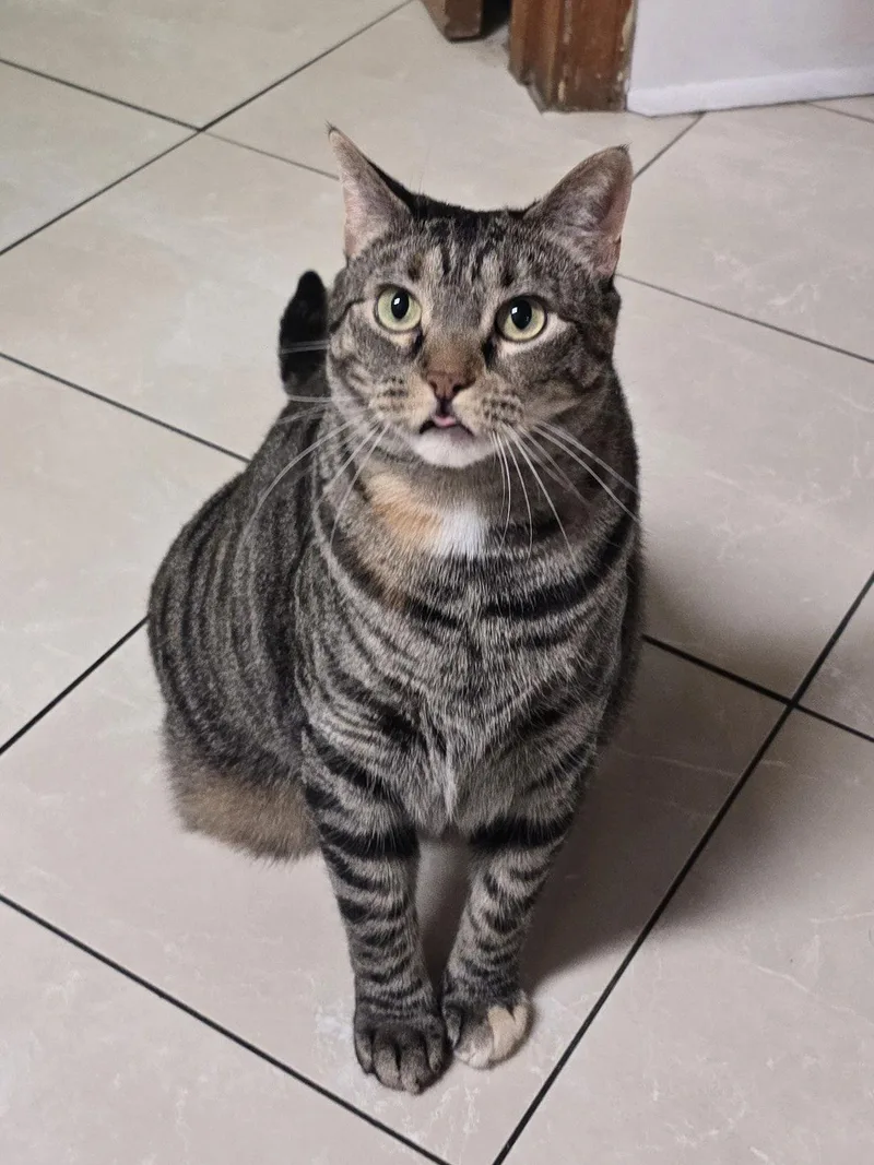 Poor Sweet Dahlia & thumbnail 3