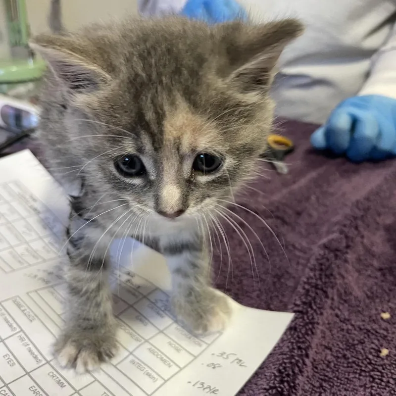 A baby small-sized female Calico Domestic Short Hair cat named Giggle Bug for adoption in Los Angeles, CA