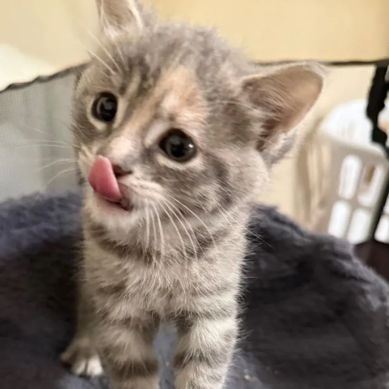 Giggle Bug thumbnail 3