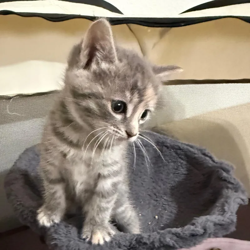 Giggle Bug thumbnail 6