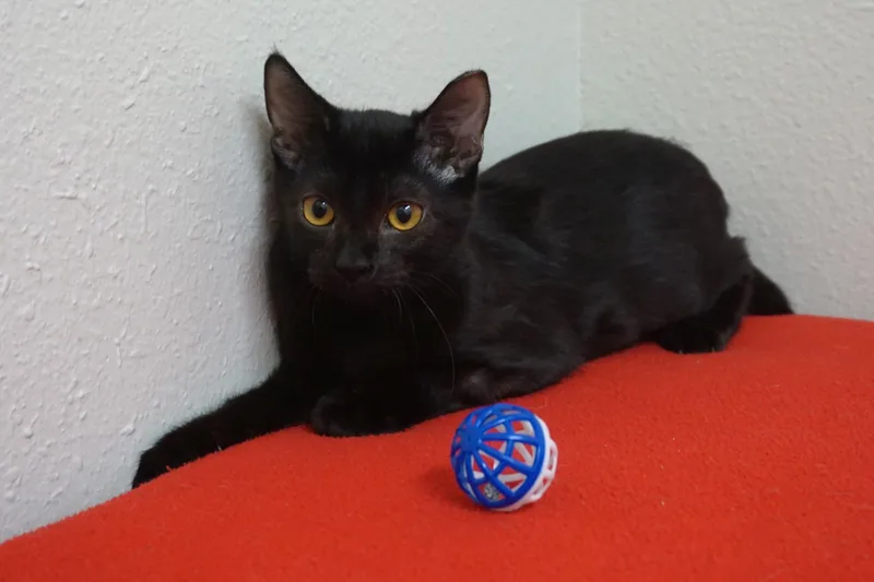 A baby small-sized male Domestic Short Hair cat named Yoda for adoption in Fountain Hills, AZ