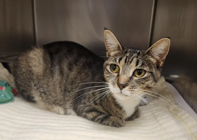 A young medium-sized female Tabby (Brown / Chocolate) Domestic Short Hair cat named Starfish for adoption in Clayton, NJ