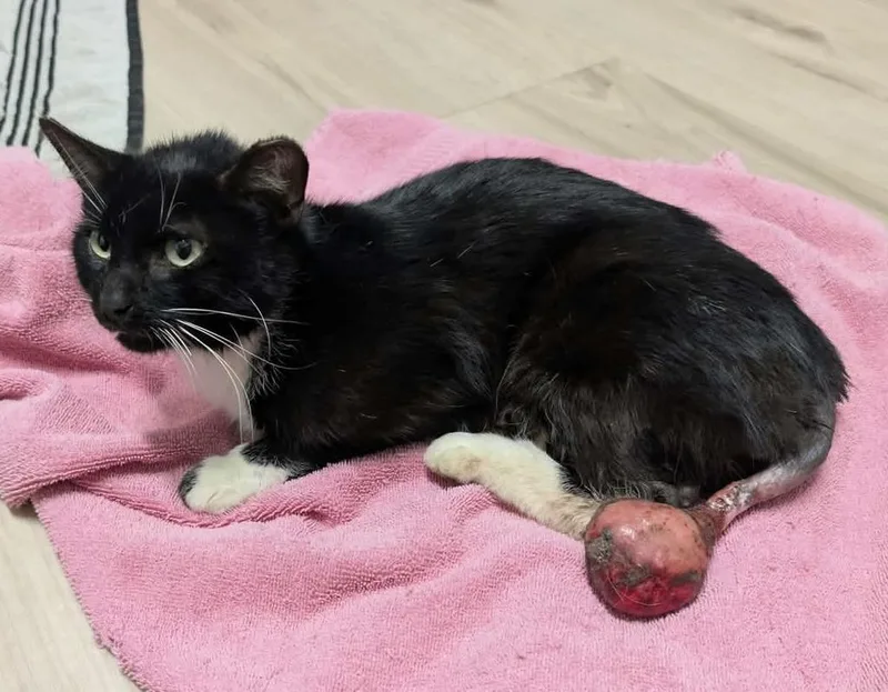An adult medium-sized female Domestic Short Hair cat named Apple for adoption in Portland, IN