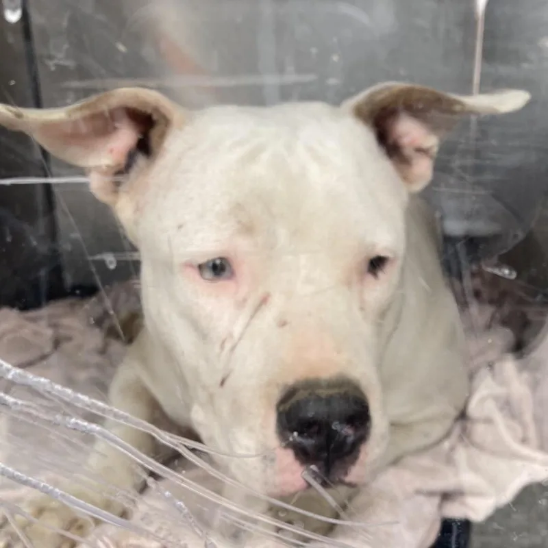A young medium-sized male White / Cream Mixed Breed dog named Ricky for adoption in Philadelphia, PA