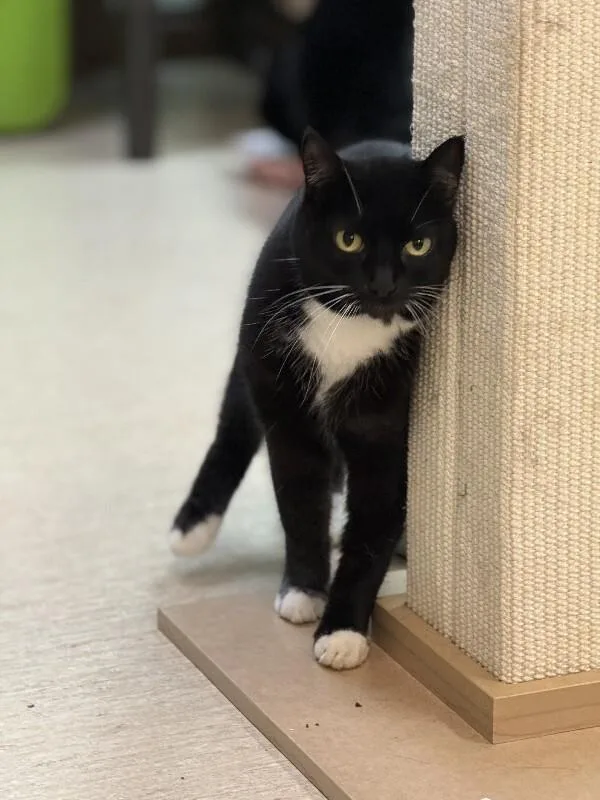 A senior medium-sized female Domestic Short Hair cat named Poppy Seed for adoption in Arlington, WA
