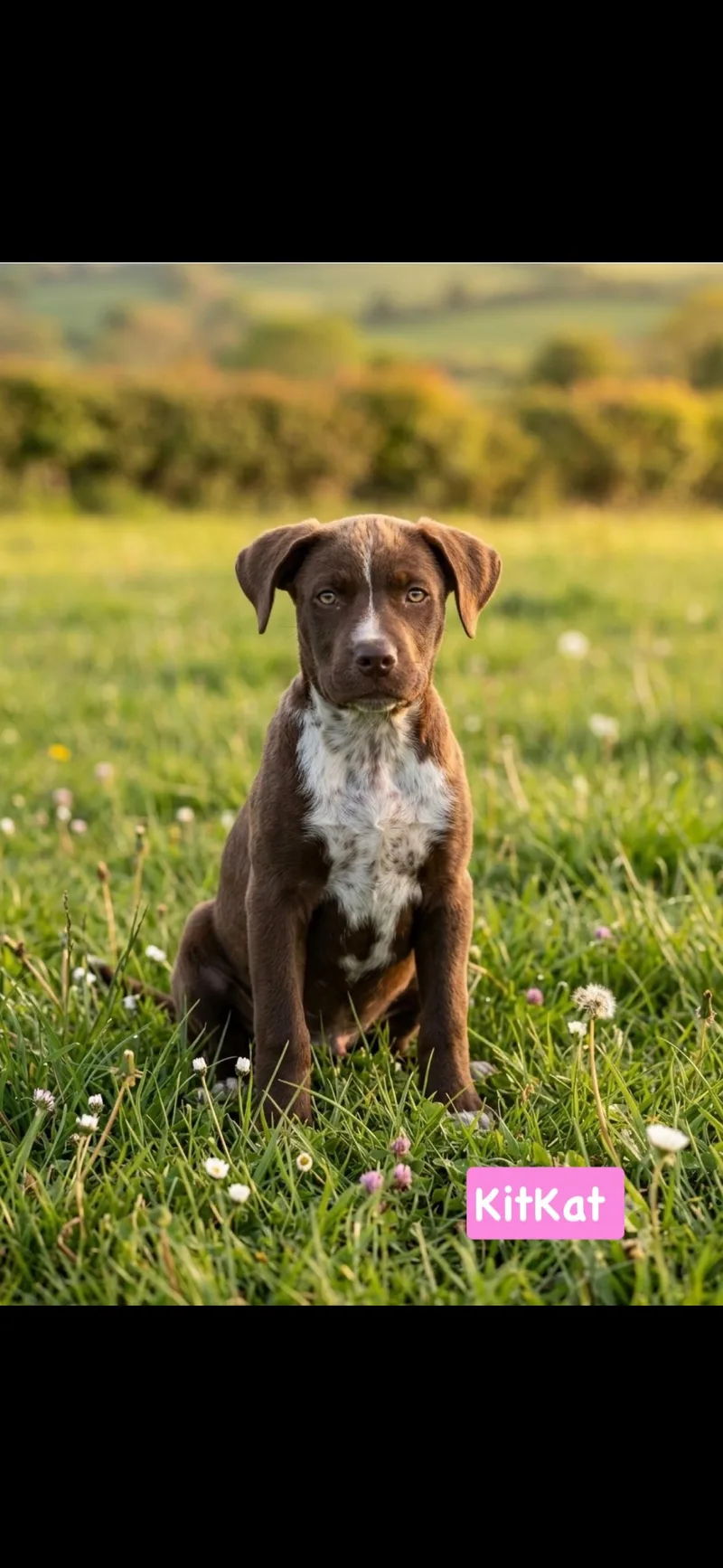 A baby medium-sized female Bicolor Pointer dog named KitKat for adoption in seaside heights, NJ